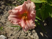 2009 flower pics 154.jpg