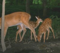 July 20 2009 006Fawns.jpg