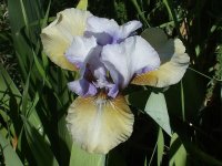 2009 flower pics 022.jpg