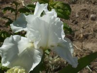 2009 flower pics 025.jpg