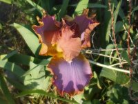 2009 flower pics 028.jpg