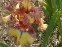 2009 flower pics 036.jpg