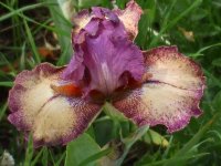2009 flower pics 038.jpg