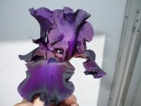 2009 flower pics 059.jpg
