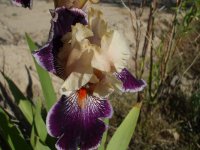 2009 flower pics 055.jpg