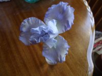 2009 flower pics 085.jpg