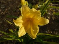 2009 flower pics 075.jpg