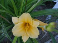 2009 flower pics 083.jpg