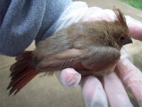 cardinal.jpg