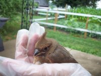 cardinal1.jpg