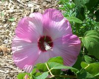 Hibiscus pk 2.jpg