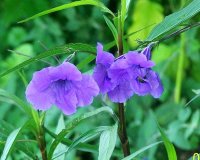 Mexican Petunia 1.jpg