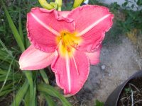 deer and daylilies 013.jpg