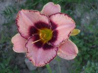 deer and daylilies 005.jpg