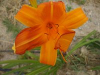 deer and daylilies 009.jpg