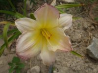 deer and daylilies 007.jpg