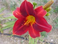 deer and daylilies 003.jpg