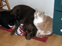 Els and cats 001 (2)  EM.jpg