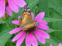 MOMS FLOWERS 001.JPG