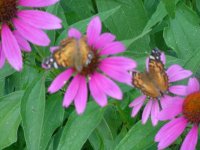 MOMS FLOWERS 003.JPG