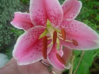 MOMS FLOWERS 005.JPG