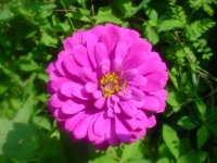 MOMS FLOWERS 011.JPG