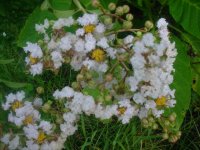 MOMS FLOWERS 018.JPG