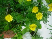 MOMS FLOWERS 020.JPG
