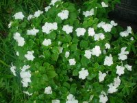 MOMS FLOWERS 022.JPG