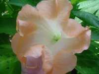 MOMS FLOWERS 024.JPG