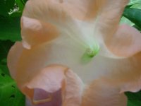 MOMS FLOWERS 025.JPG