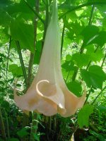 MOMS FLOWERS 027.JPG