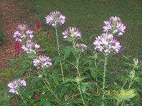 Spider lilies 2.jpg