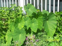 Elephant Ears 1.jpg