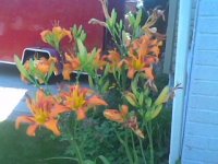 flowers.JPG