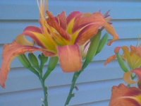 flowers2.JPG