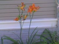 flowers3.JPG