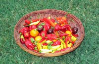 Harvest5043.jpg