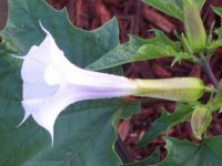 unflower2.jpg