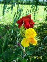 Canna red & yll 1.jpg