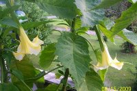 Angel Trumpet yll 3.jpg