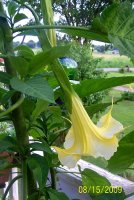 Angel Trumpet yll 5.jpg