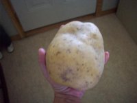 tater.jpg