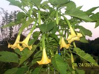 Angel Trumpet 5.jpg