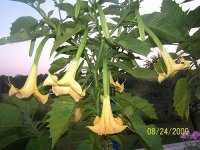 Angel Trumpet 6.jpg