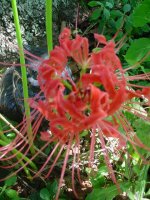 Mom's flowers 09 002.JPG