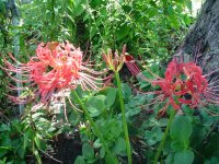 Mom's flowers 09 004.JPG