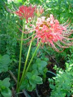 Mom's flowers 09 005.JPG