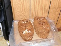 2009_0909ShitakeCorn0013.jpg