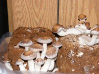2009_0917ShitakeCorn0002.jpg
